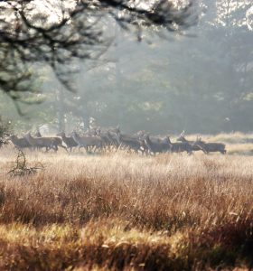 InterForce Oksbølarrangementer